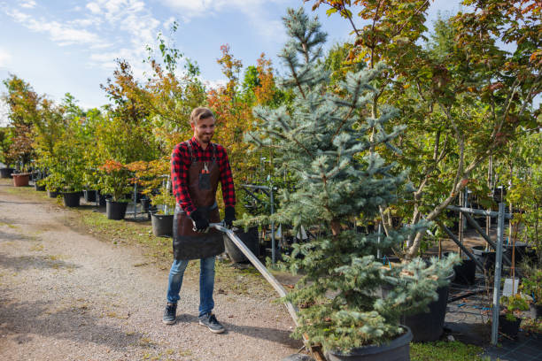 Lone Tree, IA Tree Removal and Landscaping Services Company